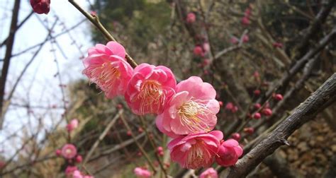 梅花寓意|梅花的花语象征与寓意：认识梅花独特的魅力和深厚的文化内涵